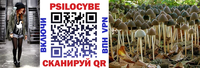купить   Пучеж  сайты даркнета как зайти  Галлюциногенные грибы Cubensis 
